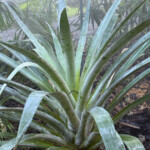 Alcantarea odorata Alcantarea odorata