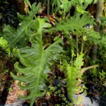 Alocasia portei Alocasia portei