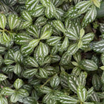 Aluminum Plants Aluminum Plants