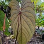 Anthurium Circus Peanuts Anathurium Circus Peanuts