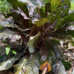 Anthurium Marie Anthurium Marie