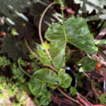 Alocasia Stingray Alocasia Stingray