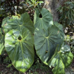 Anthurium faustomirandae Anthurium Titanium