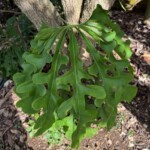 Anthurium clavigerum Anthurium clavigerum