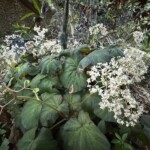 Begonia Birdsey Monroe Begonia Birdsey Monroe