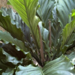 Anthurium plowmanii Anthurium plowmanii
