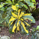 Blotched Jungle Queen Blotched Jungle Queen
