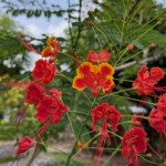 Caesalpinia pulcherrima