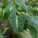 Colocasia esculenta 'Nancy's Revenge Nancy's Revenge