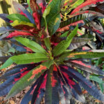 Compte de Castelaine Compte de Castelaine