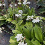 Eucharist Amazon Lillies Eucharis Amazon Lillies