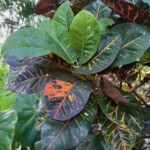 Jungle Queen Jungle Queen