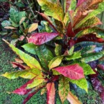 Kiat Tan Seedling 21
