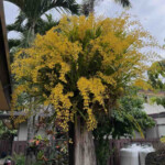 Oncidium Oncidiums