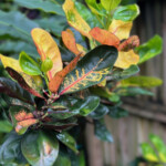 Ovalifolium ’Key West’