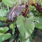 Philodendron 'Dark Lord' Philodendron 'Dark Lord'