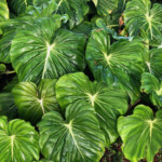 Philodendron McDowall