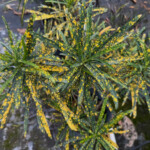 Pictum Pictum