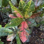 Polychrome Polychrome