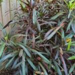 Reliance Reliance