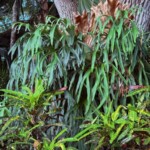 Staghorn Fern Staghorn Fern