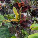 Thai Croton Thai Croton