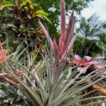 Tillandsia King Cobra Tillandsia King Cobra